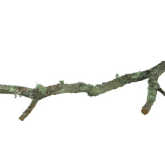 Small Cork Tree Branches